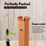 Heliconia (Any Colour) (Genus Heliconia) Flowering/Ornamental Live Plant (Home & Garden)