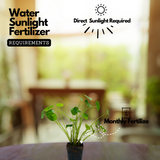 Water Pennywort (Hydrocotyle vulgaris) Aquatic Live Plant (Home & Garden)