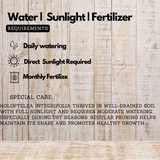 Holoptelea Integrifolea Medicinal Live Plant (Home & Garden)