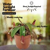 Pitcher Plant(Trumpet Pitcher)Live Plant (Home & Garden)