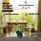 Dracaena Dara SinghLive Plant (Home & Garden)
