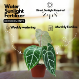 Crystal Anthurium (Anthurium crystallinum)