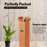 Blue Star Fern (Phlebodium aureum) - Live Plant in pot (Home & Garden)