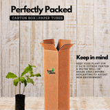 Sarpagandha (Rauvolfia Serpentina) Indian Snakeroot | Devil Pepper Wood Medicinal Live Plant (Home & Garden)