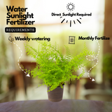 Cotton Candy Fern Live Plant (Home & Garden)