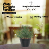 Agave Geminiflora Plant(Twin-flowered Agave)Live Plant (Home & Garden)