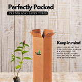 Costus Plant Flowering/Ornamental Live Plant (Home & Garden)