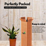 Sansevieria golden (Sansevieria trifasciata )Live Plant in pot (Home & Garden)