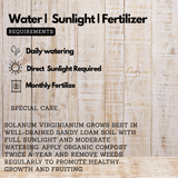 KandakaraliChunda (Solanum virginianum) Live Medicinal Plant (Home & Garden)