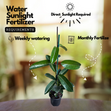 Madagascar Jasmine(Stephanotis floribunda)Live Plant (Home & Garden)