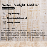 kola Nitrida Live Plant (Home & Garden)