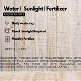 Karinchalli / Coleus (Coleus aromaticus / Plectranthus amboinicus) Live Plant(Home & Garden)