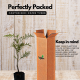 Silver Oak (Grevillea Robusta) Ornamental Live Plant (Home & Garden)