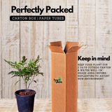 Ticoma rio/ Rio de Janeiro trumpet tree (Tabebuia impetiginosa) Ornamental Live Plant (Home & Garden)