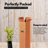 Variegated Lucky Bamboo Plant Ornamental Live Plant (Home & Garden)