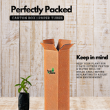 Nannari Plant, Anantamul (Indian Sarsaparilla) Medicinal Live Plant (Home & Garden)