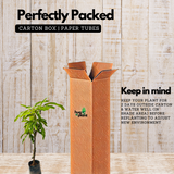 Himayat/Hamam/Imam Pasand Mango Plant (Mangifera indica) Grafted Fruit Live Plant (Home & Garden)