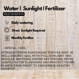 Padapairi (Stereospermum suaveolens) Live Medicinal Plant (Home & Garden)