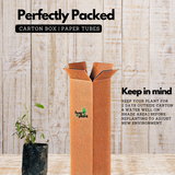 Touch Me Not / Thottavaadi / Shame Plant / Chuimui (Mimosa Pudica) Flowering / Medicinal Live Plant (Home & Garden)