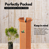 Golden Ball Aralia (Polyscias fruticosa) Ornamental Live Plant (Home & Garden)