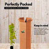 Golden Desmodium (Desmodium aureum) Ornamental Live Plant (Home & Garden)