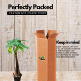 Pachira Money Plant Long Varient | Malabar Chestnut (Pachira aquatica)- Live Plant (Home & Garden)