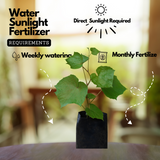 Cambodian Grape(Ampelocissus martini) Live Plant (Home & Garden)