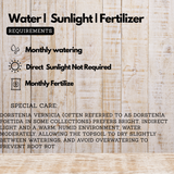 Dorstinia Vernia Live Plant (Home & Garden)