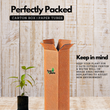 Danthapala (Wrightia tinctoria) Pala Indigo Plant | Dyer's Oleander Flowering/Ornamental/Medicinal Live Plant (Home & Garden)