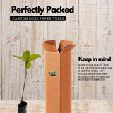 Birth Star : Mula|Moolam|Vichrita (Plant: Kunthirikkam-Boswellia Serrata|Mangifera Indica|Shorea Robusta|Hardwickia Binata) (H&G)