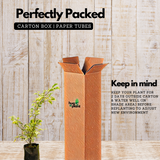 Ficus Starlight, Ficus benjamina Ornamental Live Plant (Home & Garden)