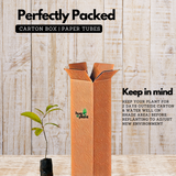 Parijatham Plant / Fiddlewood (Citharexylum spinosum) Flowering/Ornamental Live Plant (Home & Garden)