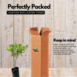 Red Tecoma / The Cape Honeysuckle (Tecoma capensis) Flowering/Ornamental Live Plant (Home & Garden)