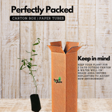 Butterfly plant(Crotalaria retusa) flowering Live Plant (Home & Garden)