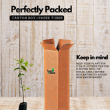 Persimmon Fruit Plant (Diospyros kaki) Fruit Live Plant (Home & Garden)