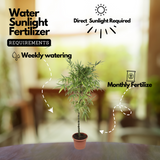 Buddha Bamboo(Bambusa ventricosa)Live Plant (Home & Garden)