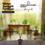 Alocasia Black Stem Live Plant | Exotic Tropical Foliage Plant with Dark Black Stem | Indoor & Outdoor Ornamental Plant for Home & Garden