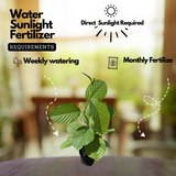 Akashavellari Live Plant (Home & Garden)