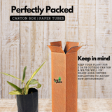 Alpinia Ginger Variegated/Shell Ginger (Alpinia zerumbet) Medicinal / Ornamental Live Plant (Home & Garden)