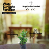 Boxwood Plant (Buxus) Live Plant | Evergreen Hedge & Topiary Plant | Outdoor Ornamental Live Plant (Home & Garden)