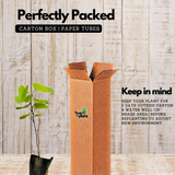 Flowering Plant Birth Star: Karthika (Plant: Mandaram / Bauhinia variegata) Flowering/Ornamental Live Plant (H&G)