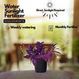 Setcreasea Purpurea(Purple Heart) Live Plant (Home & Garden)