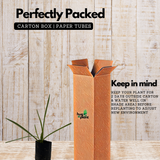 Rajnigandha, Tuberose Flowering Live plant(Home & Garden)