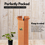 Strawberry (Fragaria X ananassi) Fruit Live Plant (Home & Garden)