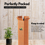 Arutha / Common Rue / Herb-of-Grace (Ruta Graveolens) Medicinal / Flowering Live Plant (Home & Garden)