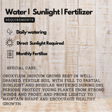 Palakayani (Oroxylum indicum) Live Medicinal Plant (Home & Garden)