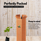 Manimulla (Porana Paniculata) Flowering/Ornamental Live Plant (Home & Garden)