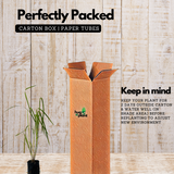 Lemon Grass Plant (Cymbopogon citratus) Medicinal Live Plant (Home & Garden)