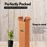 Neela koduveli / Blue Leadwort (Plumbago auriculata) Flowering/Ornamental/Medicinal Live Plant (Home & Garden)