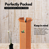 Rain Lily (Zephyranthes) Flowering/Ornamental Live Plant (Home & Garden)